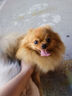 夸克狗粮 小型犬成犬泰迪柯基比熊法斗柴犬博美全价通用型 0.5kg1斤 实拍图
