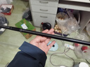 化氏一鸿 鱼竿 高碳逆丝渔具 钓鱼竿  手竿台钓竿轻硬鲤鱼竿套装鱼杆 6.3m +5.4米+免费配节 实拍图