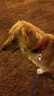多尼斯（DOGNESS）狗狗牵引绳遛狗绳狗链子项圈中大型犬拉布拉多柴犬金毛边牧 红L 实拍图