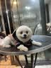 梦茜儿纯种博美犬球形博美幼犬活体宠物狗狗茶杯犬博美狗小白狗小体博美 博美犬 2026-06-30 博美犬 宠物级 精品款 公 实拍图