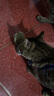 医仕高ad处方猫罐头母猫产后营养品绝育术后恢复补充膏怀孕猫咪流质下奶 [康复营养]AD处方罐*6+去毛膏30g 实拍图