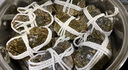 【活蟹】漁家师傅大闸蟹2.8-3.1两8只去绳足重鲜活螃蟹六月黄现货生鲜水产礼盒源头直发 实拍图