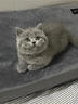 涴喵 苏氏纯种英短幼猫短毛猫大脸猫宠物猫咪活体辅助喂养 宠物级 【蓝猫】 实拍图