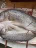 棠鲜生海鲈鱼新鲜冷冻深海七星鲈鱼海捕花鲈鱼 3条装三去海鲈鱼（1.2-1.4斤/条 实拍图