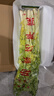 嗯嗯乐山东青岛特产正宗马家沟空心芹菜有机嫩芯大黄叶精品菜芯 有机 玻璃翠嫩芯2斤礼盒装 实拍图