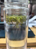 宋品2025新茶绿茶安吉白叶一号白茶茶叶春茶自立袋装口粮茶 【雨前特选安吉白茶】 100g*1罐 实拍图