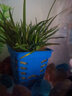 异景园鱼缸水族箱造景水榕沉木活体水草淡水无土植物后景真水草净水增氧 迷你石菖蒲 实拍图