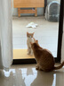 all for paws蝴蝶飞飞 自动逗猫玩具逗猫棒 猫咪玩具 自动旋转逗猫器 实拍图