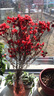 开时果 澳洲腊梅水培鲜枝真花带花发货 过年花干枝冬季鲜切年宵花卉盆栽 A级红色60-80cm8枝+新年挂件2个+保鲜剂 实拍图
