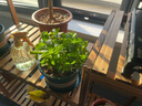 蝴蝶之舞 薄荷盆栽可食用留兰香柠檬薄荷叶可食用新鲜绿植四季常青植物 组合 大盆薄荷+迷迭香(加仑盆) 含盆 实拍图