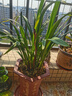 劉閣蘭花建兰花苗 红素大花 红满天 夏带花苞室内室外绿植兰草花卉盆栽 5苗连体裸根 实拍图