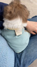 欢宠网宠物猫咪狗狗衣服小狗猫衣服泰迪柯基比熊小型犬小猫幼犬猫猫衣服 实拍图