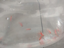 卡奇鱼 斑马鱼 淡水鱼 观赏鱼 小型观赏鱼 热带鱼 蝶翼斑马荧光好养易活 红斑马10条2cm左右 实拍图