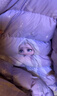 迪士尼女童羽绒服外套儿童连帽中长款宝宝冰雪爱莎保暖加厚白鸭绒 QBX513360紫色 150适合145-155cm  实拍图