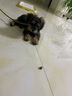 派乐特宠物悬挂式不锈钢狗碗食盆兔子盆猫咪碗中小号防打翻狗饭盆 实拍图