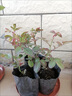 瑞典女王月季夏季耐晒灌木月季带花苞四季开花玫瑰大苗阳台庭院 天荷繁星+卡罗拉两颗原盆原土发货小苗 实拍图