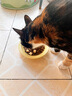 佩玛思特轻享系列 猫粮鲜鸡肉肠道呵护通用全价双拼冻干猫粮1.5kg 实拍图