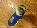 华元宠具宠物狗咬玩具耐咬磨牙狗子解闷幼犬小狗幼犬泰迪小型犬逗狗狗神器 实拍图