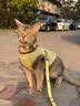 TOUCHDOG它它猫咪牵引绳遛猫绳胸背心式防挣脱工字幼猫链子溜猫绳 彩虹糖 M码【16斤以内】 绳长1.2m 实拍图