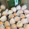 译优农云南石林人参果树上熟七彩新鲜人生果黄肉圆果新鲜当季水果清甜 带箱9.5-10斤大果【精选装】 实拍图