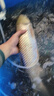 JINPU 碳素钓鱼竿手竿超轻超硬长节台钓竿19调竿鲤鱼竿高碳鱼竿黑坑竿 6.3米-6H19调-超硬款-仅125克 实拍图