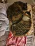 憨憨宠 宠物电热毯 狗狗宠物猫用加热垫猫咪取暖器恒温暖垫冬季保温垫子 9档调温定时款（45*60cm） 实拍图