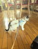 憨憨乐园猫绳牵引绳项圈防挣脱猫咪外出溜遛猫绳链子兔宠物胸背带项圈蓝M 实拍图