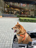 DO DO PET分离式宠物推车中小型犬猫咪外出手推车轻便折叠泰迪柯基狗狗推车 灰色-建议狗狗35斤内，猫咪2-3只 实拍图