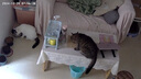 玫斯猫粮（metz）幼猫/成猫猫粮猫全猫粮增肥奶糕英短美短全价美毛 升级款全猫 (10KG) 实拍图