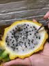 优味集燕窝果麒麟果【顺丰JD】应季新鲜水果海南黄色火龙果白心水果生鲜 2颗 商超A+级精品果（单果100g+） 实拍图