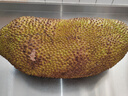 保蓉生鲜水果俱乐部海南菠萝蜜黄肉干苞新鲜水果热带特产水果 （软香才能切开） 15-20斤 实拍图