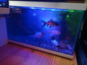 喜高超白玻璃鱼缸智能鱼缸免换水小型客厅水族箱一体式过滤氧气鱼缸 白-鱼缸标配 380*210*245mm 实拍图