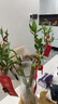大海边 带根转运竹水养富贵竹节节高发财吸甲醛水培植物客厅招财绿盆栽 55cm转运弯竹8棵+4灯笼 实拍图