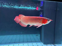 boxtech鱼缸灯led灯龙鱼灯管水族箱专用照明灯增艳增色防水灯大鱼缸灯具 T8系列-18W增艳灯72cm灯管 实拍图