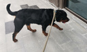 加仕高P链狗绳宠物狗狗牵引绳中大型犬16mm防爆冲遛链子项圈1.8米用品 实拍图
