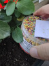 护花匠杀单噻虫嗪绿植花卉补肥杀虫剂杀蚜虫飞虱土壤杀虫剂低毒 300克 实拍图