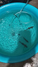 森悠（SARYOR）金苔鼠淡水鱼鱼缸清洁鱼观赏鱼热带鱼好养工具鱼吃垃圾鱼 彩虹鲨4条(4-6cm) 实拍图