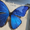 大蓝闪蝶标本【真蝴蝶标本】稀有进口天堂凤蝶摆件 大蓝闪蝶 10寸框 实拍图