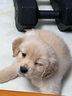 金毛幼犬纯种金毛活体健康金毛犬成年大型寻回犬宠物狗金毛幼崽 血统级 公 实拍图