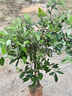 桃金娘树苗野生捻子树观花老桩大树当年结果带土带叶发货南方种植 桃金娘八年苗 70cm(含)-79cm(含) 实拍图