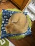 喵丽丝猫窝保暖冬季半封闭式狗窝小型犬可拆洗猫屋大号四季通用猫窝猫床 小熊棉窝【可拆可洗 加绒加厚】 M码（35*45*35cm 实拍图