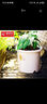 爱丽思（IRIS）Deepot花盆加厚树脂控根圆口绿萝绣球蔷薇月季塑料花盆 7号白色(口径约23.7cm)无盆托 实拍图