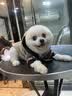 梦茜儿纯种博美犬球形博美幼犬活体宠物狗狗茶杯犬博美狗小白狗小体博美 博美犬 2026-06-30 博美犬 宠物级 精品款 公 实拍图