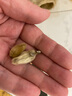 参庆堂 辛夷花100克 望春花木兰花木笔花玉兰花蕾中药材原材料泡茶 实拍图