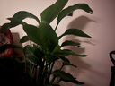 植男植女天堂鸟盆栽客厅室内大型落地绿植真花办公室鹤望兰源头直发 实拍图