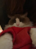 力狼猫粮 成猫幼猫通用型天然粮 【预售-超值囤货】鸡鱼+乳鸽20kg 实拍图