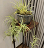 丝竹阁实木花架子置物室内落地式客厅吊兰多层阳台简易绿萝中式盆景摆件 长形-高75cm 实拍图