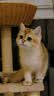 派阿哥橡胶木全实木剑麻太空舱仿藤编猫爬架猫窝一体猫抓柱猫玩具小户型 实拍图