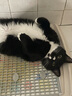 华元宠具（hoopet）猫咪外出拉杆箱透气出行宠物双肩包大容量成猫幼猫便捷手提箱猫包 电视机猫包（不带拉杆） 适用25斤内宠物 实拍图