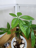 发财树盆栽大植物室内办公室桌面客厅小盆景招财树苗绿植花卉盆栽 单杆发财树 3-5cm【繁星吸水盆】 【送肥料】 实拍图